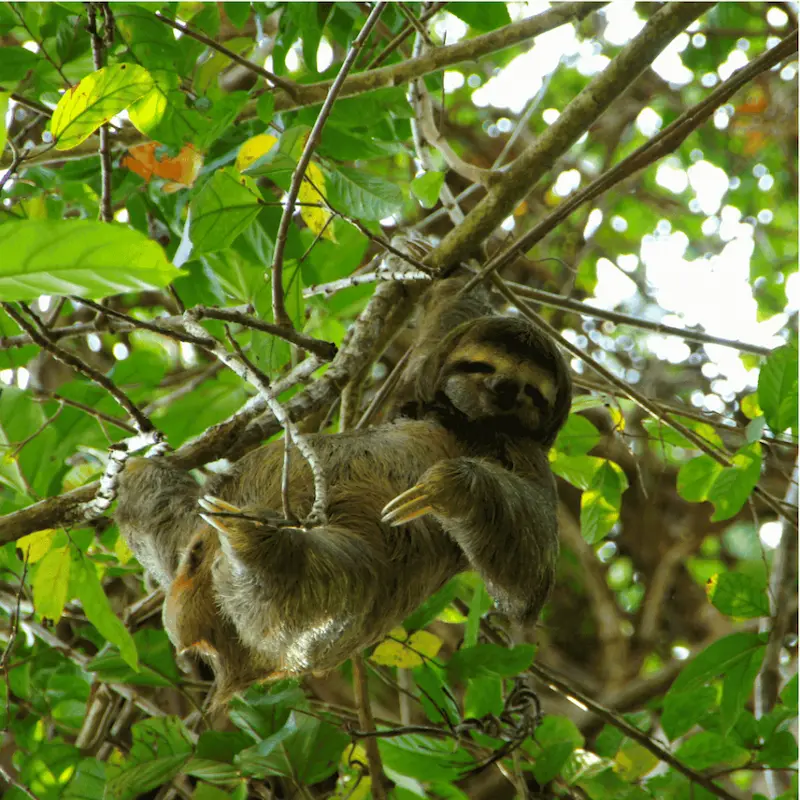 Guía experto mostrando un perezoso con telescopio en el tour del Parque Nacional Manuel Antonio con transporte incluido.