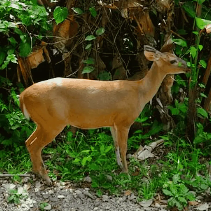Guía experto mostrando un perezoso con telescopio en el tour del Parque Nacional Manuel Antonio con transporte incluido.