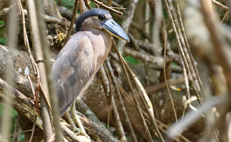 Paseo en bote por el manglar de Isla Damas para ver monos cariblanca de cerca.