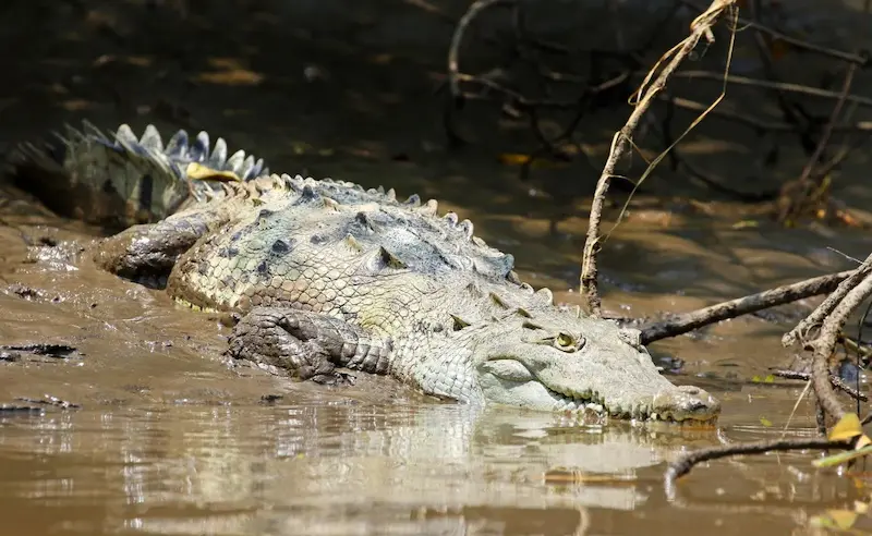 Paseo en bote por el manglar de Isla Damas para ver monos cariblanca de cerca.