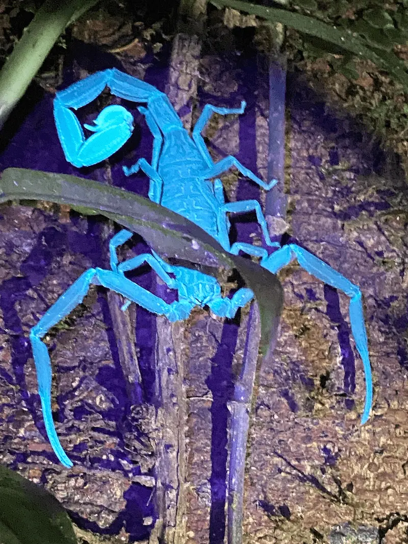 Tour nocturno en Manuel Antonio para ver la rana de ojos rojos.