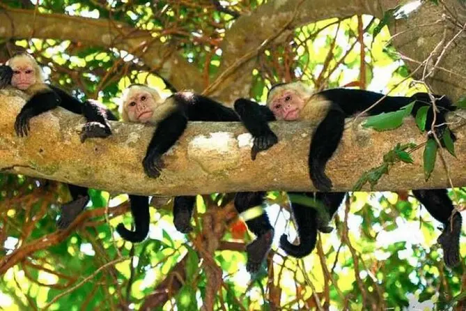 Paseo en bote por el manglar de Isla Damas para ver monos cariblanca de cerca.