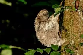 Tour nocturno en Manuel Antonio para ver la rana de ojos rojos.