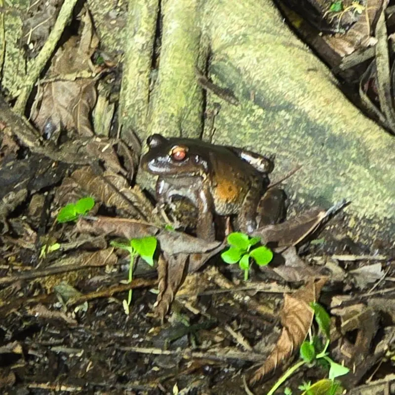 Tour nocturno en Manuel Antonio para ver la rana de ojos rojos.