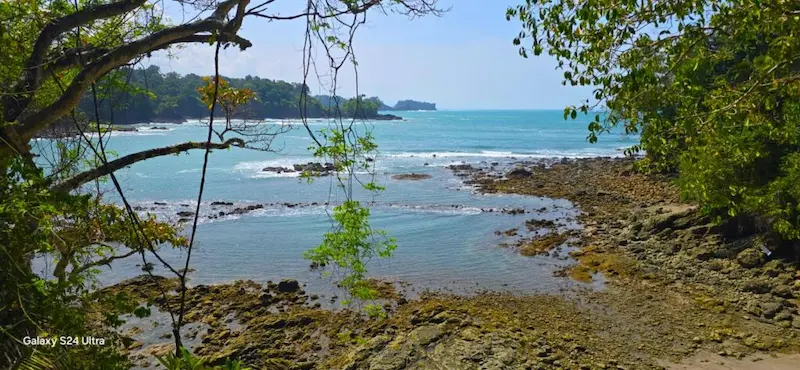Guía experto mostrando un perezoso con telescopio en el tour del Parque Nacional Manuel Antonio con transporte incluido.